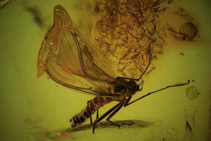 Detailed Fossil Fly (Mycetophilidae) In Baltic Amber #102762